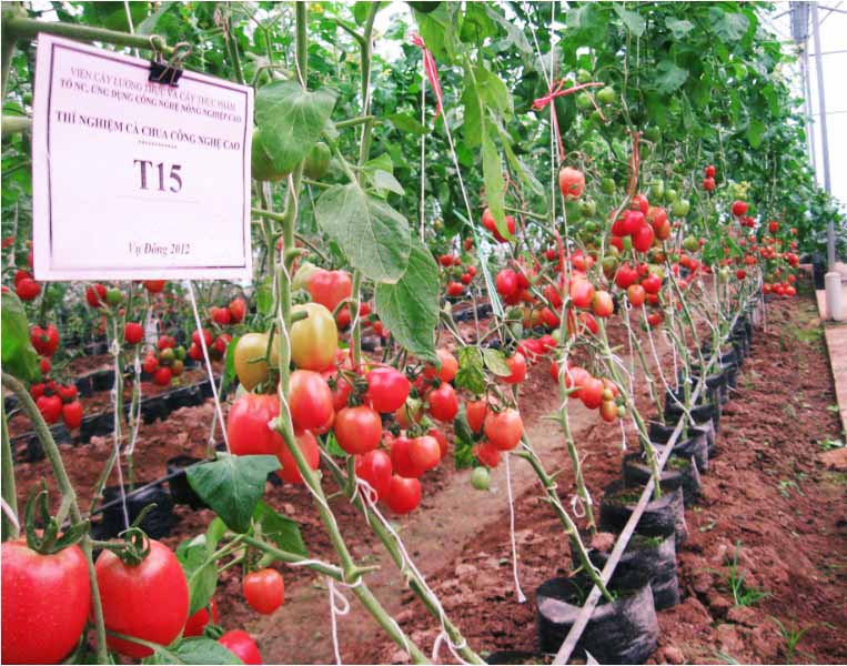 Kỹ thuật trồng cà chua T 15